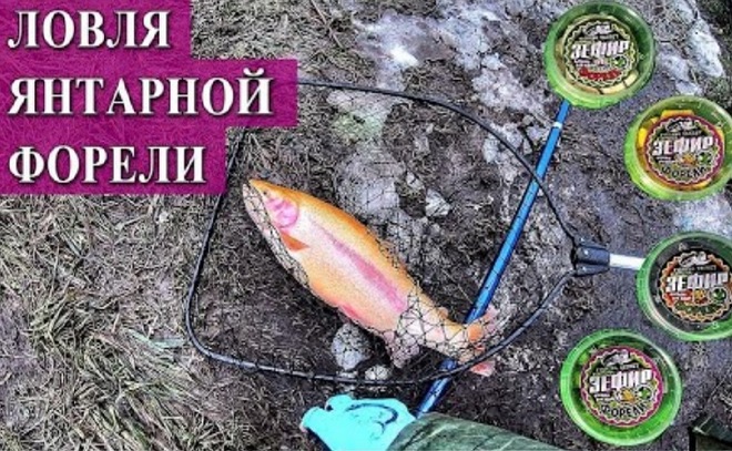 Ловля янтарной форели. Зефир для форели - новая приманка.