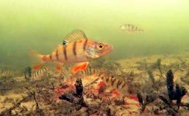 Интересные подводные съёмки в прозрачной воде