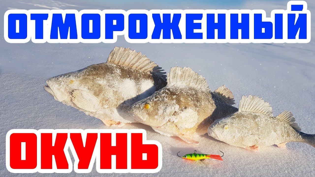 Крупный окунь в лютый мороз