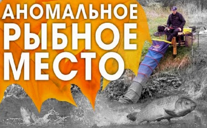 Карп на фидер осенью на реке