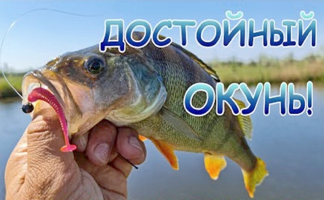 Микроджиг и джиг-риг ловят окуня! Трудовая рыбалка!