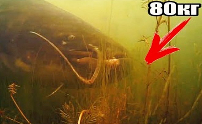 Зрелищная поклёвка гигантского сома под водой