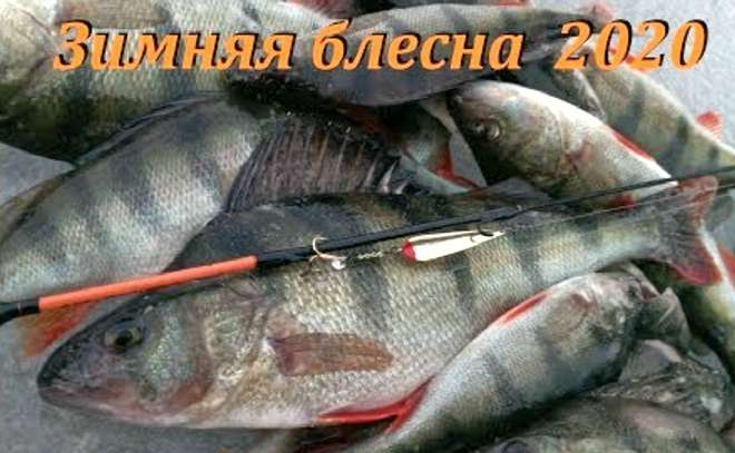 Ловля окуня зимой на блесну в толпе. Новая блесна.