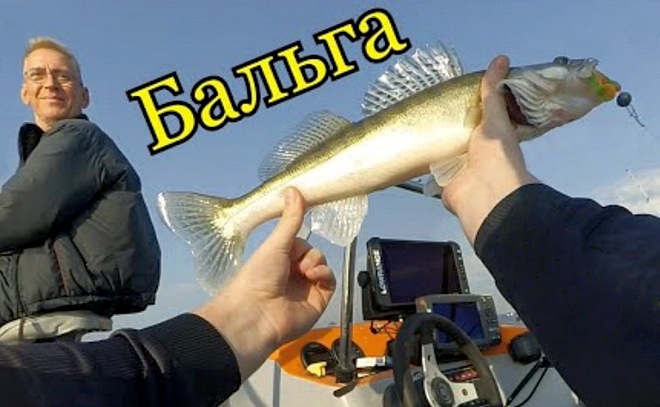 Судак и окунь в жару! Бальга. Рыбалка в Калининграде.