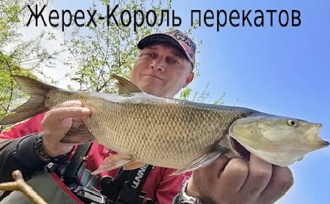 Весенний жерех – король переката