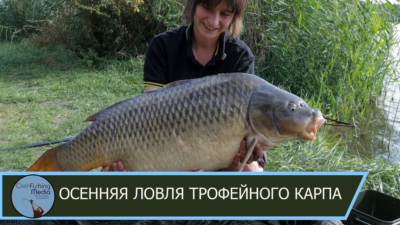 Осенняя ловля карпа на Марьевке