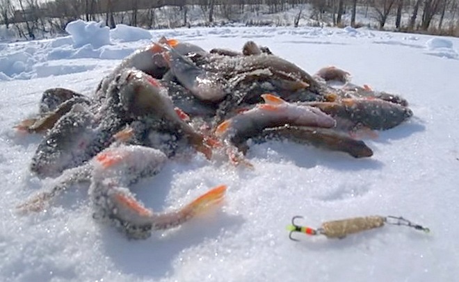 Бешеный клёв окуня на блесну в марте