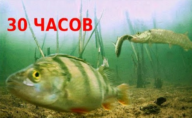 Таких щук я ещё не ловил! 30 часов подводной съёмки.