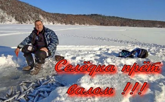 Селёдка прёт валом!