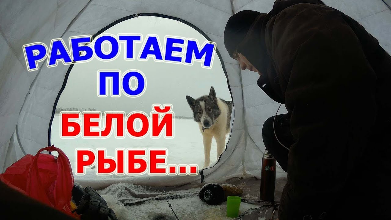 Ловля белой рыбы по первому льду. Ноябрь 2017.