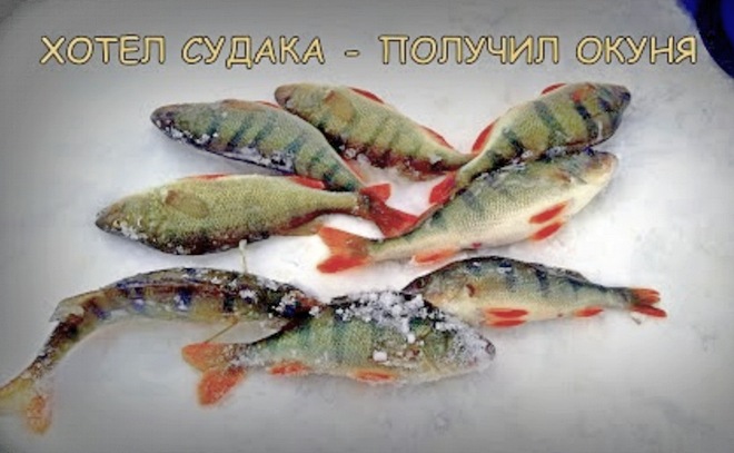 Окунь на Северном объезде
