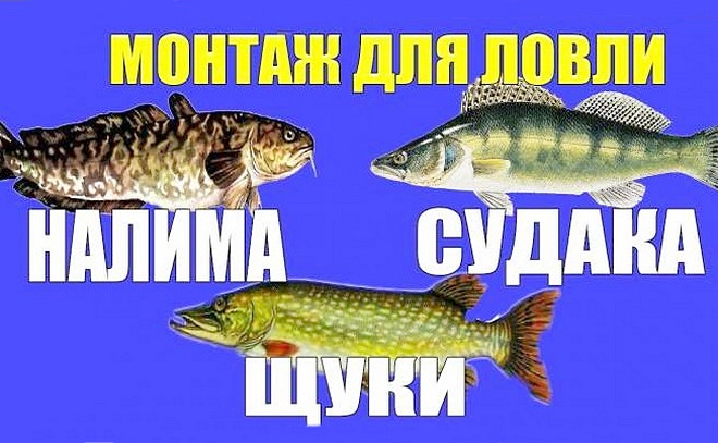 Живцовая снасть для ловли щуки, судака, налима