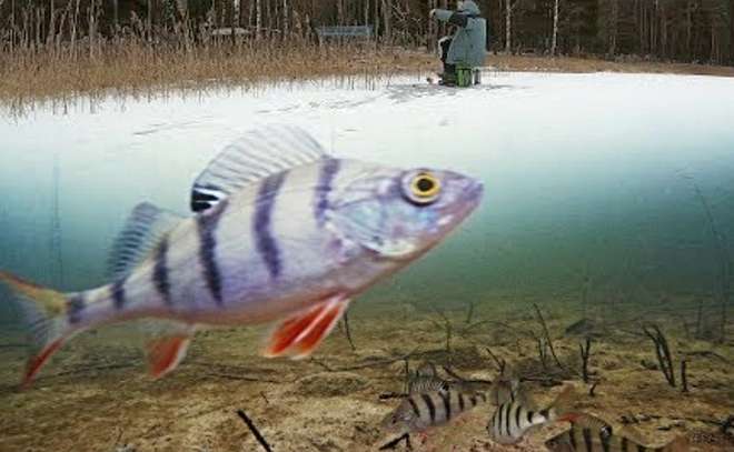 Раздача окуня на мормышку