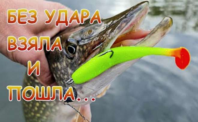 Щука на джиг с лодки. Рабочий виброхвост с красной пяткой.