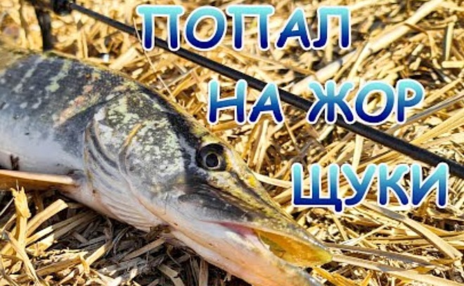 Проверил Fario Morm-S на щуках. Спиннинг для микроджига!