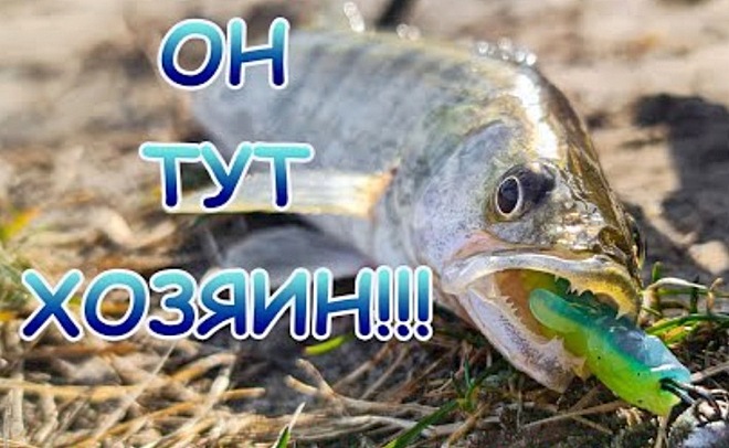 Хотел половить на реке щуку на джиг, а тут ОН!