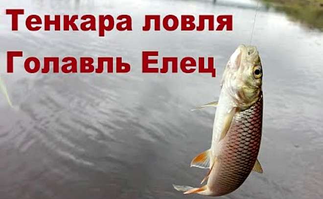 Тенкара. Ловля голавля и ельца.