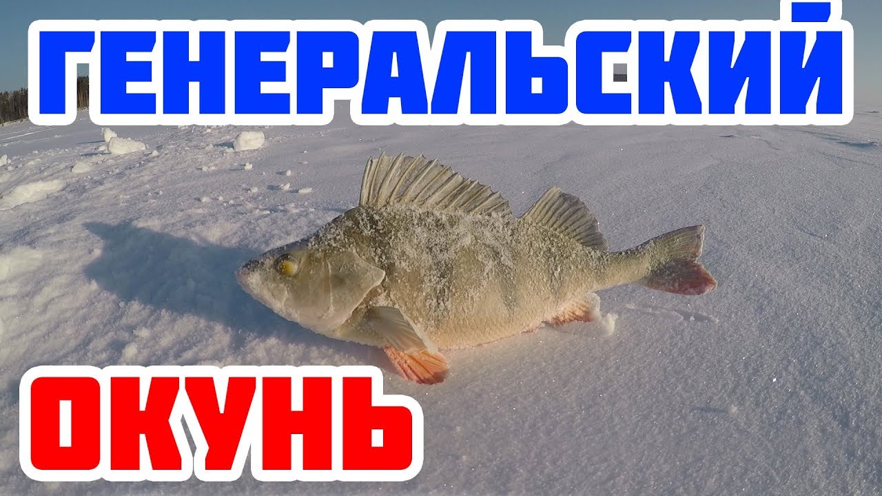 Генеральский окунь. Раздача окуней. Дуплеты.