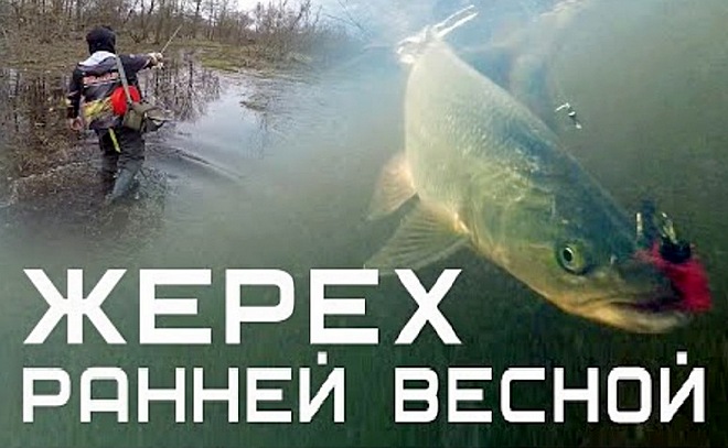 Ловля жереха на спиннинг ранней весной на реке