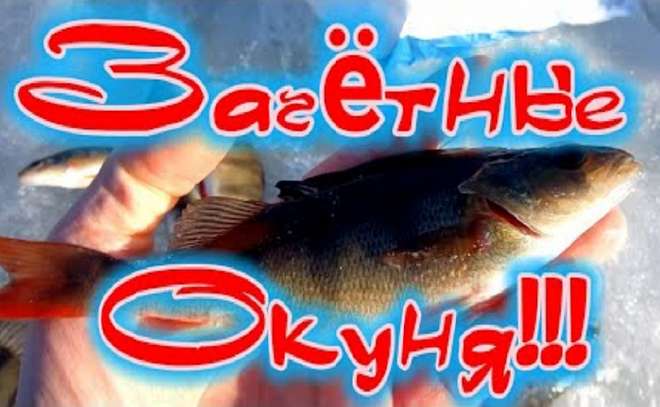 Нормальные окуни рвут мормышки!