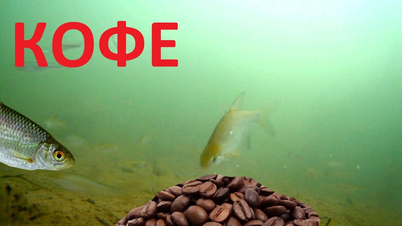 Реакция рыбы на кофе. Подводная съемка.