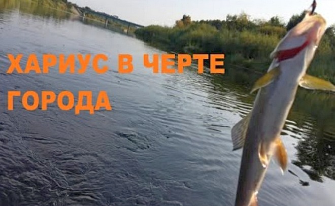 Хариус в черте города