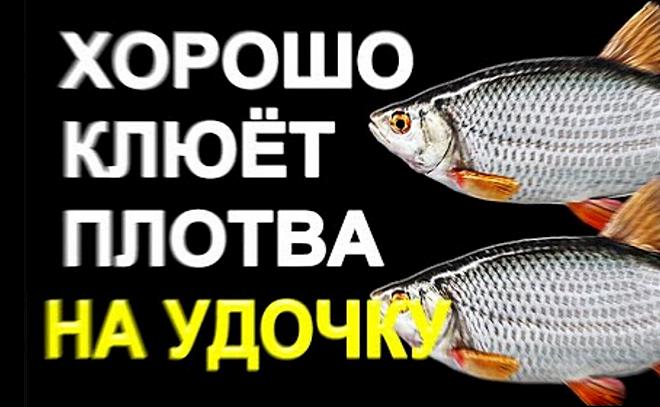 С мая по сентябрь плотва клюёт на неё просто отлично!