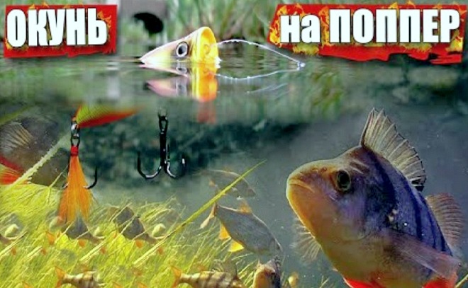 40 окуней за 40 минут на поппер
