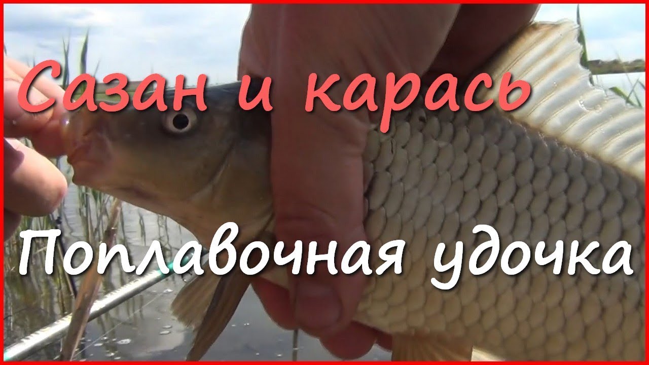 Ловля карася и сазана весной в Краснодарском крае&nbsp; часть2