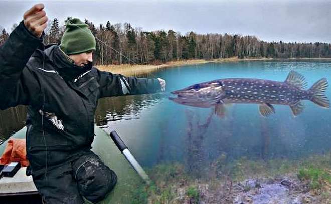 Щука реагирует на бойкого карася! Кружки под водой.