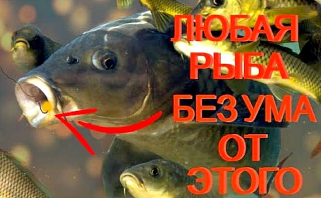 Убийца карапа, карася, линя. Супертесто для рыбалки.