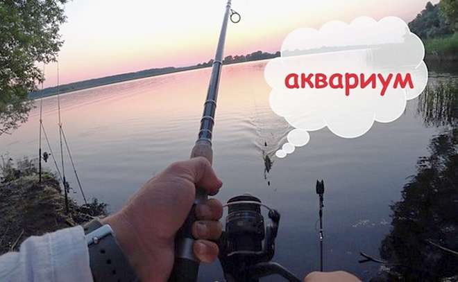 Рыбалка как в аквариуме. Ручная рыба.