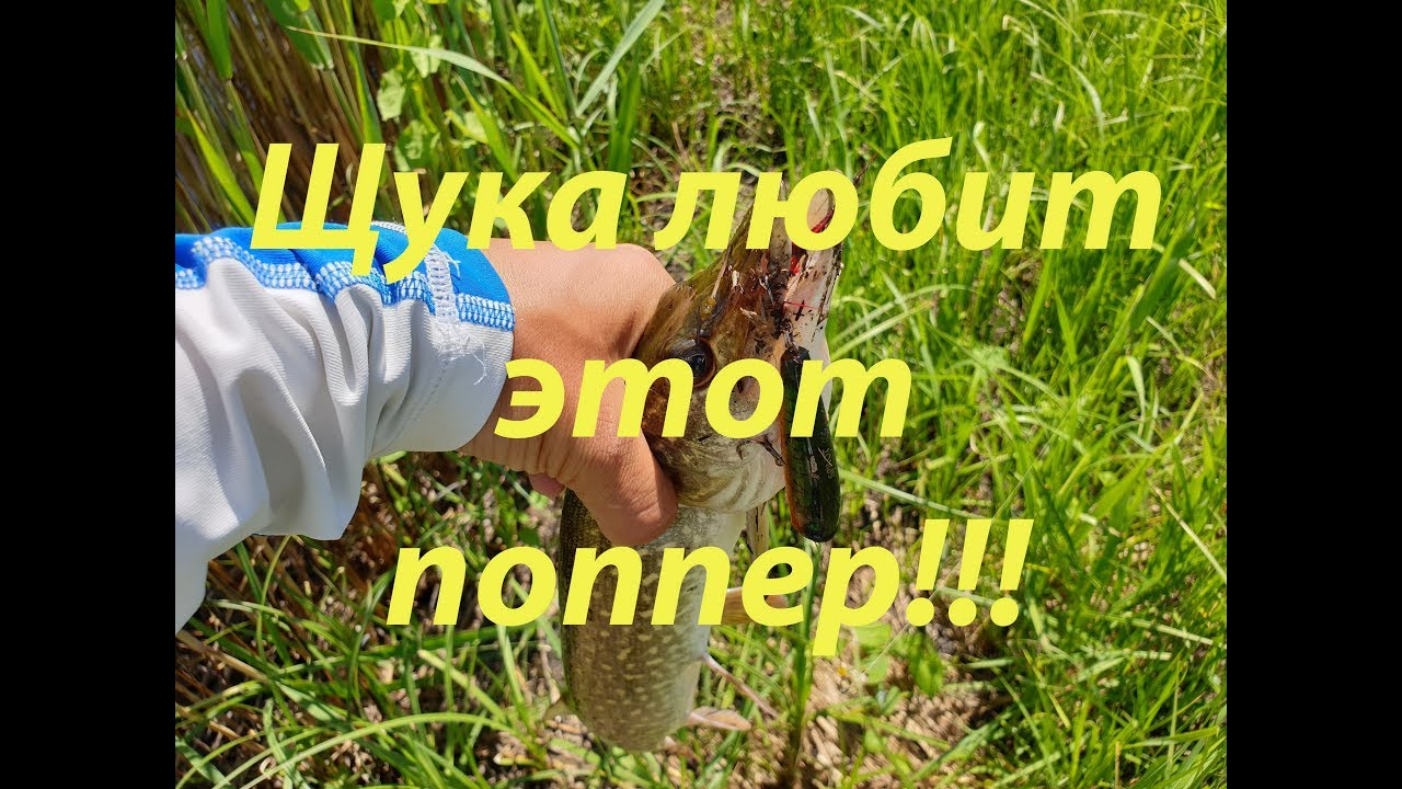 Щука на поппер. Его время пришло!