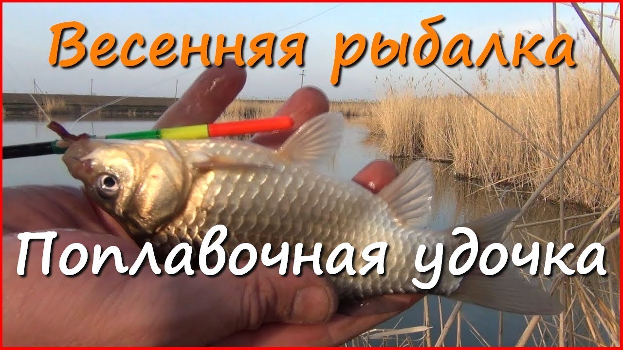 Ловля карася и сазана весной в Краснодарском крае&nbsp; часть5
