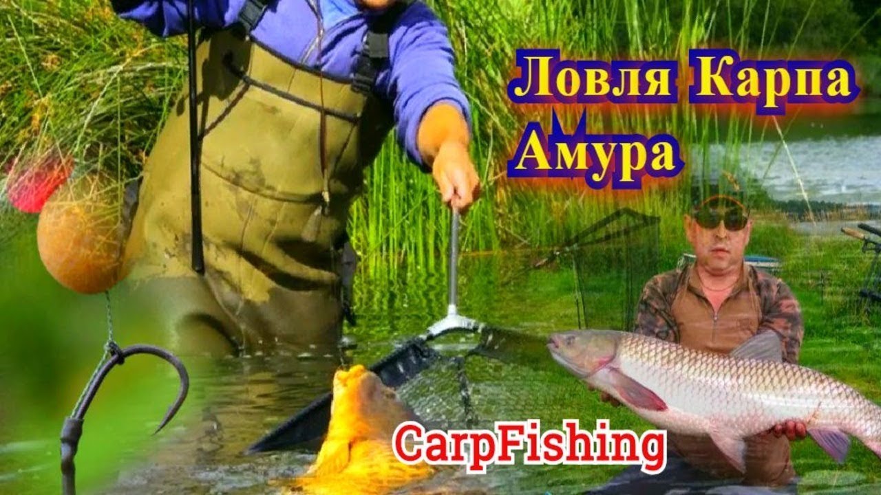 Карпфишинг. Ловля карпа и амура. Моменты.