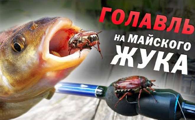 Как ловить голавля на майского жука