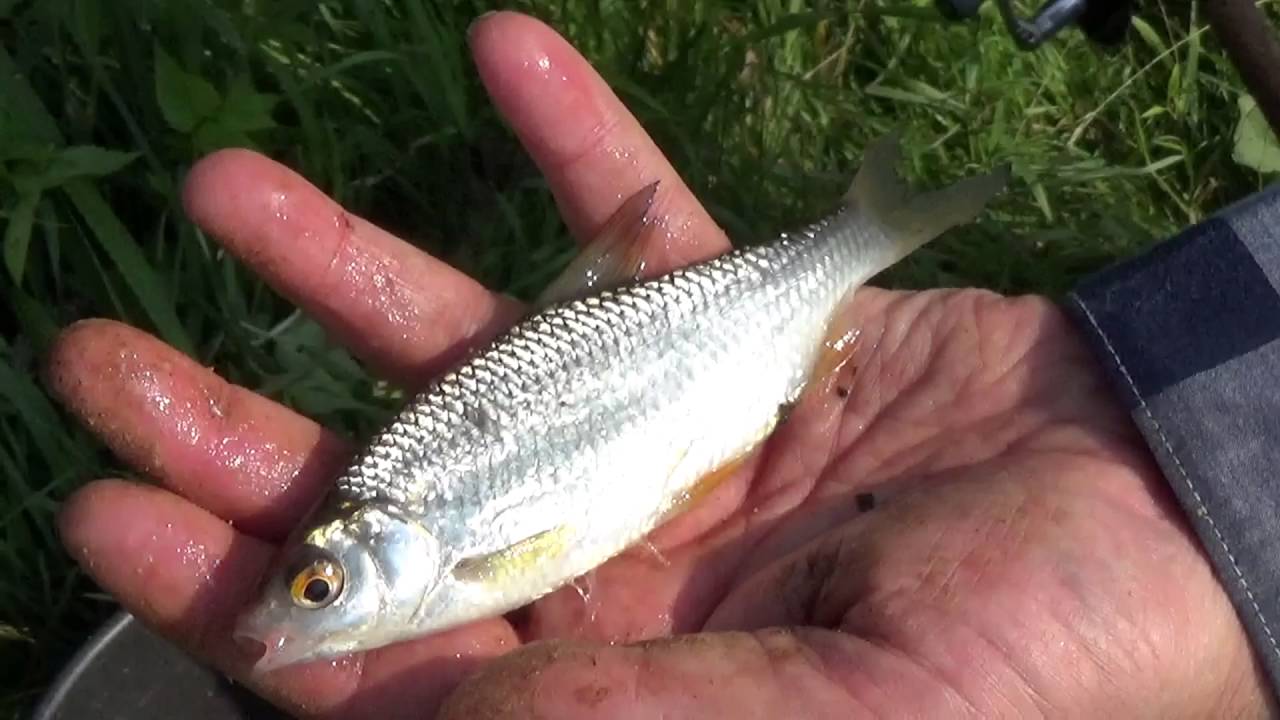 Рыбалка на реке Шерна. Видео.