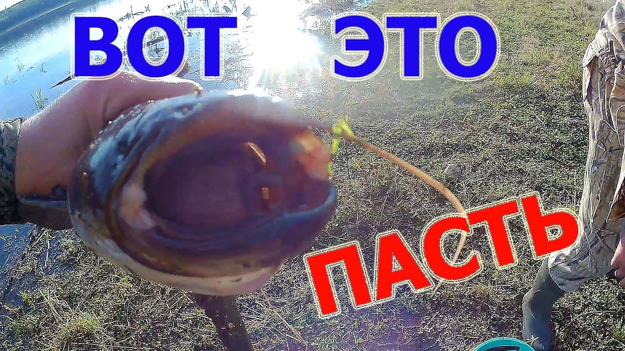 Вот это пасть! Ночная рыбалка на сома.