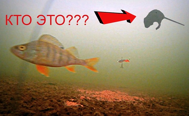 Что происходит подо льдом, когда не клюет?