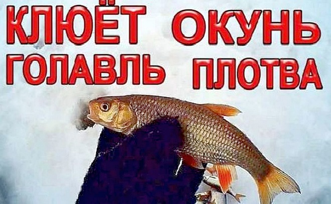 На зимней рыбалке на червя с укропом клюёт всё