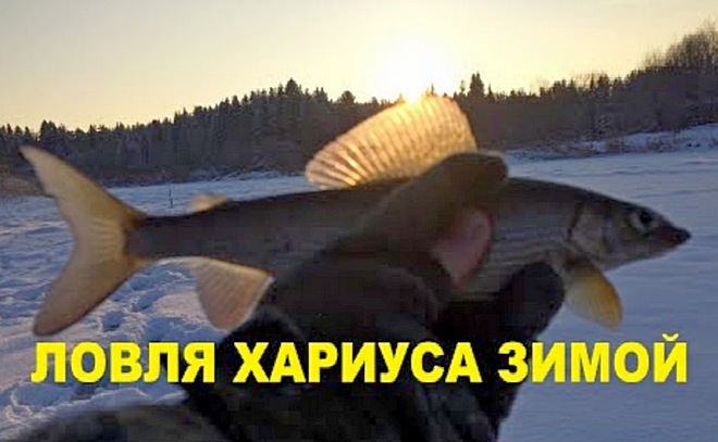 Ловля хариуса зимой