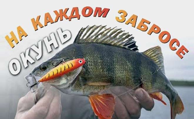 Ловля окуня на уокеры. Самая зрелищная рыбалка!