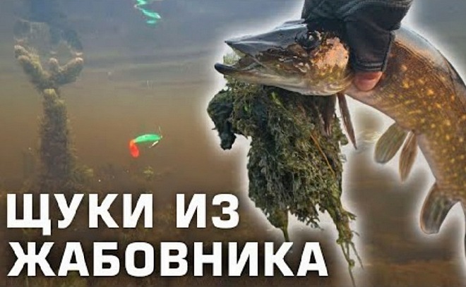 Ловля щуки в жабовнике осенью