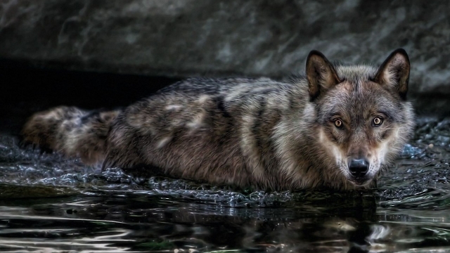 Lobo